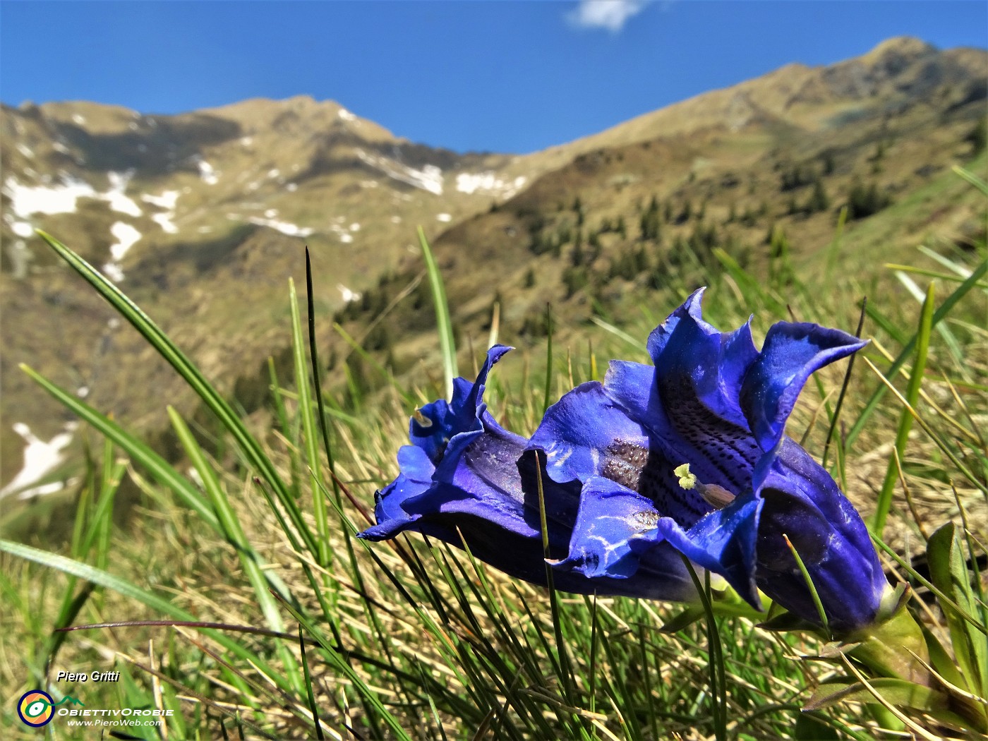22 Genziana di Koch (Gentiana acaulis).JPG